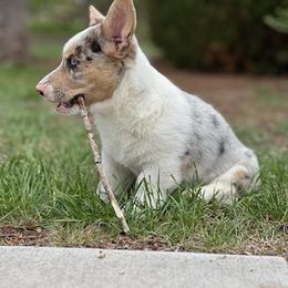 American Corgi, Cardigan Welsh Corgi, and Pembroke Welsh Corgi Puppies from Enok Corgis