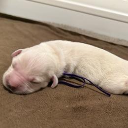 Ms. Purple - Light golden female Golden Retriever puppy in Albuquerque, New Mexico from Sandia Golden Creams