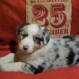 Australian Shepherd Puppies from Pole Canyon Australian Shepherds