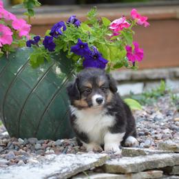 Pembroke Welsh Corgi Puppies from C&G Corgis