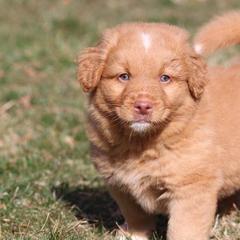 Nova Scotia Duck Tolling Retrievers from Saltwater Kennels