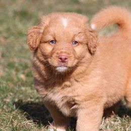 Nova Scotia Duck Tolling Retrievers from Saltwater Kennels
