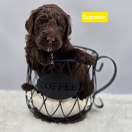 Expresso - Chocolate female Goldendoodle puppy in Summerville, South Carolina from Channys Doodles
