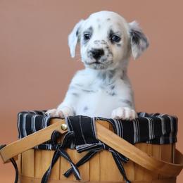 Black - White and black male Dalmatian puppy in Cottage Grove, Oregon from Hidden Hills Dalmatians