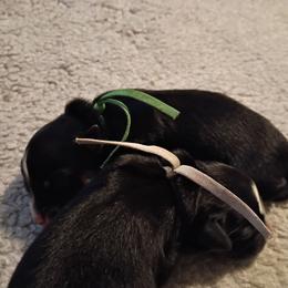 Sterling (green) - Black tri-color male Australian Shepherd puppy in Okeechobee, Florida from Rothsolid Puppies