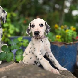 Purple collar female - White and black female Dalmatian puppy in Valley, Washington from Loving spots Dalmatians