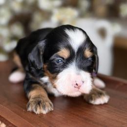 Blossom - Purple - Tri-color female Bernedoodle puppy in Yuciapa, California from AlltheDoodlez_