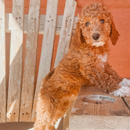 Ribombee - Red  female Poodle puppy in Phoenix, Arizona from Moonshine Kennels AZ