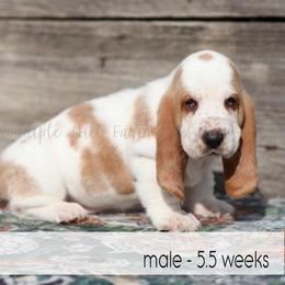 Kirk - Red and white male Basset Hound puppy in Jefferson City, Missouri from Triple Hill Farm