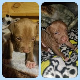 American Pit Bull Terrier Puppies from Kaotic APBTs
