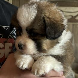 American Corgi and Pembroke Welsh Corgi Puppies from Linda Berkes