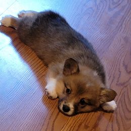 Pembroke Welsh Corgi Puppies from Rose Water Corgis