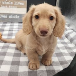 Arno - Cream male Dachshund puppy in Smallett, Missouri from Doxie Holler