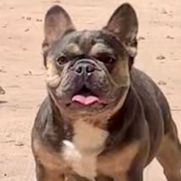 Molly - French Bulldog
