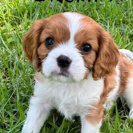 GRUMPY - Blenheim Cavalier King Charles Spaniel puppy in Awendaw, South Carolina from Just A Little Cavalier