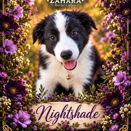 Nightshade - Black and white male Border Collie puppy in Opelousas, Louisiana from Zahara Border Collies