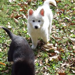 Siberian Husky Puppies from Dreamers Mile