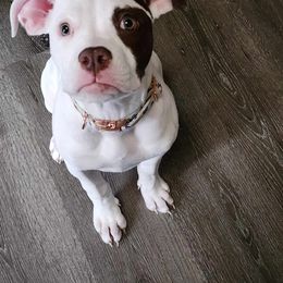 American Bulldog Puppies from Slayton's American Bulldogs