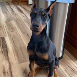 Doberman Pinscher Puppies from JM Dobermans