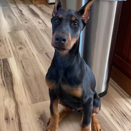 Doberman Pinscher Puppies from JM Dobermans