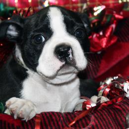 Boston Terrier Puppies from I Love Pups