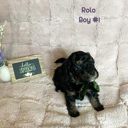Cavapoo Puppies from Parke Cavapoo’s