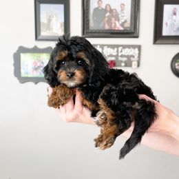 Cavapoo Puppies from Wonderful World Doodles