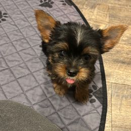 Pink collar - Black and tan female Yorkshire Terrier puppy in Estiffanulga, Florida from Halls Tiny Yorkies
