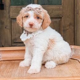 Elsie - Cream female Goldendoodle puppy in Iola, Texas from Supreme Doodles of Texas