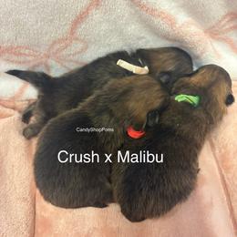 Female - Red sable female Pomeranian puppy in Lehi, Utah from Candy Shop Poms