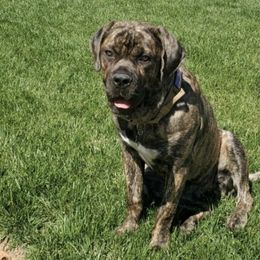 Cane Corso from Cali Raised Corso