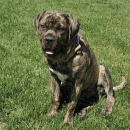 Cane Corso from Cali Raised Corso
