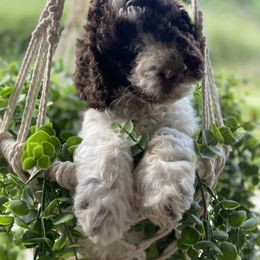Goldendoodle and Poodle Puppies from The Poodle Plantation