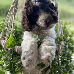 Goldendoodle and Poodle Puppies from The Poodle Plantation