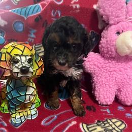 Jazmine - Phantom female Poodle puppy in Winter Haven, Florida from Herdez’s Poodles