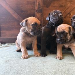 Cane Corso Puppies from Cowan Farms