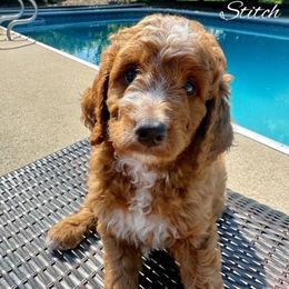 Boy- Stitch - Red  male Goldendoodle puppy in Ozark, Missouri from Halo Doodles