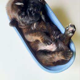 Boxer Puppies from Black Beauties Boxers
