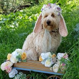 Goldendoodle All Grown Up from Doodle Creek Farm