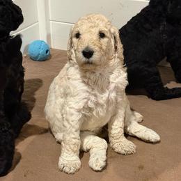 Girl 3 - Cream female Poodle puppy in Walpole, Massachusetts from Harborstone Poodles and Terriers