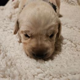 Ian - Yellow male Labrador Retriever puppy in Davenport, Washington from LynnDee's Kennel