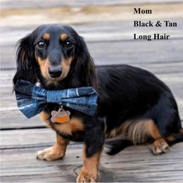 Belle - Dachshund