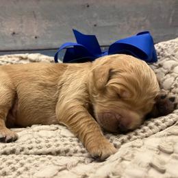 Mandevilla - Cream male Goldendoodle puppy in The Woodlands, Texas from Gracie's Goldendoodles and Bernedoodles