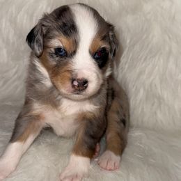 Boy 1 - Blue merle male Miniature Australian Shepherd puppy in Corydon, Indiana from Arbuckle’s Lookin Good Aussies (LGA)