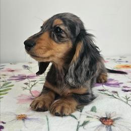 Black and tan dapple female - Dapple female Dachshund puppy in Belle Rive, Illinois from Akin's Miniature Dachshunds, LLC