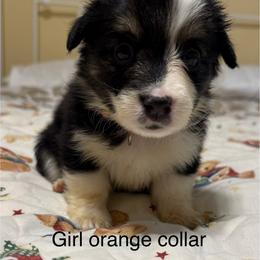 Lady Gaga - White and black female Pembroke Welsh Corgi puppy in Granville, New York from Windy Mountain Kennels