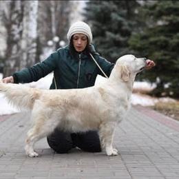 Reyssy - Golden Retriever