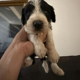 Zuli - Black and white female Old English Sheepdog puppy in Acton, California from Fab OES