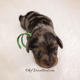 Nate - Chocolate and tan male Dachshund puppy in Oklahoma City, Oklahoma from OkieDoxieland Dachshunds
