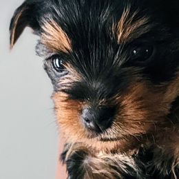 Yorkshire Terriers from YorkieLover